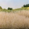 Woodland Scenics Static Grass 12mm-Straw -FS628 view 2