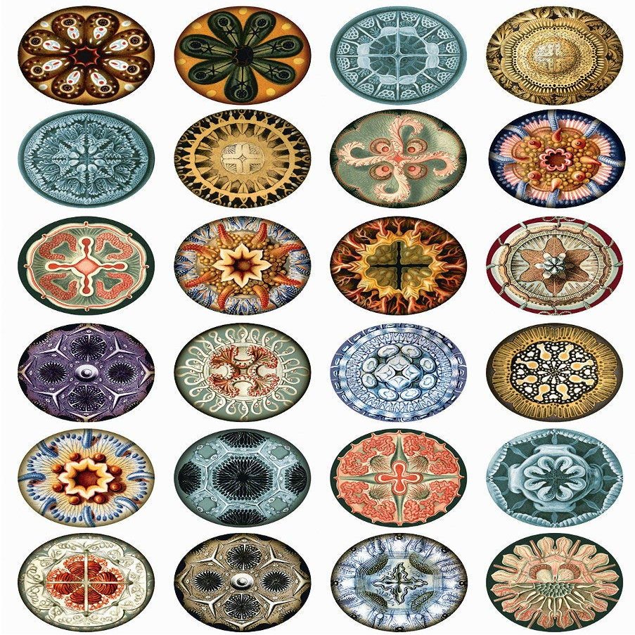 Haeckel Art Circles - 224266 - Ceramic Decal - Enamel Decal - Glass Decal - Waterslide Decal - 3 Different Size Sheet (Images) to Choose from. Choose Either Ceramic (Enamel) or Glass Fusing Decals