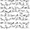 Birds On The Line - 33132 - Ceramic Decal - Enamel Decal - Glass Decal - Waterslide Decal - 3 Different Size Sheet (Images) to Choose from. Choose Either Ceramic (Enamel) or Glass Fusing Decals view 1