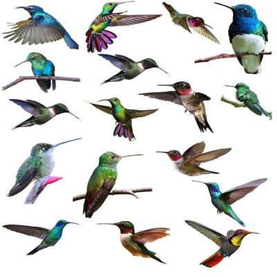 Humingbirds Galore - 84151 - Ceramic Decal - Enamel Decal - Glass Decal - Waterslide Decal - 3 Different Size Sheet (Images) to Choose from. Choose Either Ceramic (Enamel) or Glass Fusing Decals