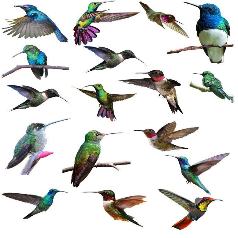 Humingbirds Galore - 84151 - Ceramic Decal - Enamel Decal - Glass Decal - Waterslide Decal - 3 Different Size Sheet (Images) to Choose from. Choose Either Ceramic (Enamel) or Glass Fusing Decals