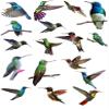 Humingbirds Galore - 84151 - Ceramic Decal - Enamel Decal - Glass Decal - Waterslide Decal - 3 Different Size Sheet (Images) to Choose from. Choose Either Ceramic (Enamel) or Glass Fusing Decals view 1