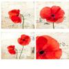 Poppy Squares Small Size - 85137 - Ceramic Decal - Enamel Decal - Glass Decal - Waterslide Decal - 3 Different Size Sheet (images) to Choose from. Choose either Ceramic (Enamel) or Glass Fusing Decals view 1