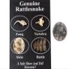 One Fang/Bone/Skin/Rattle Rattlesnake Pack (AR-598-50PK) C4E view 2