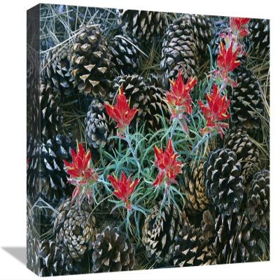 Global Gallery Indian Paintbrush Surrounded by Pine Cones, South Rim, Grand Canyon National Park, Arizona-Canvas Art-16"x12"