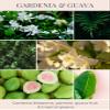 Eco Candle Co. Recycled Candle, Gardenia & Guava, 6 oz. - Scents of Gardenia, Jasmine, Guava, & Tropical Greens - 100% Soy Wax, No Lead, Kraft Paper Label & Lid, Hand Poured, Midwest Grown Soybeans view 2