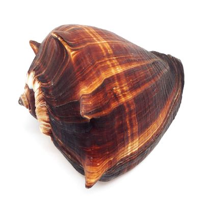 PEPPERLONELY 1 PC Natural Fiber Conch Sea Shells for Home Decor and Display, 5 Inch ~ 6 Inch