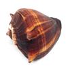 PEPPERLONELY 1 PC Natural Fiber Conch Sea Shells for Home Decor and Display, 5 Inch ~ 6 Inch view 1