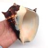 PEPPERLONELY 1 PC Natural Fiber Conch Sea Shells for Home Decor and Display, 5 Inch ~ 6 Inch view 3