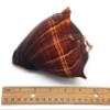 PEPPERLONELY 1 PC Natural Fiber Conch Sea Shells for Home Decor and Display, 5 Inch ~ 6 Inch view 4
