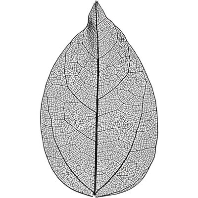 Happy Moments Skeleton Leaves, Black, 6-8 cm, 20pcs