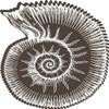 50 PCs Pretty Pen Sketch Brown Conch Sea Shell 1" Stickers Decals Laptop Notebook Phone Waterproof Vinyl Trendy view 2
