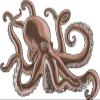 50 PCs Realistic Brown Octopus Squid 1" Stickers Decals Laptop Notebook Phone Waterproof Vinyl Trendy view 2