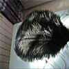 Xucus Black Ostrich Feather Plumes 20-22inch(50-55cm) Wedding Centerpiece Decor Feather Costumes view 4