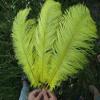 Xucus Wholesale Beautiful Yellow Ostrich Feathers 100pcs 20-22 inches / 50-55 cm Weddings & Celebrations Feathers view 2