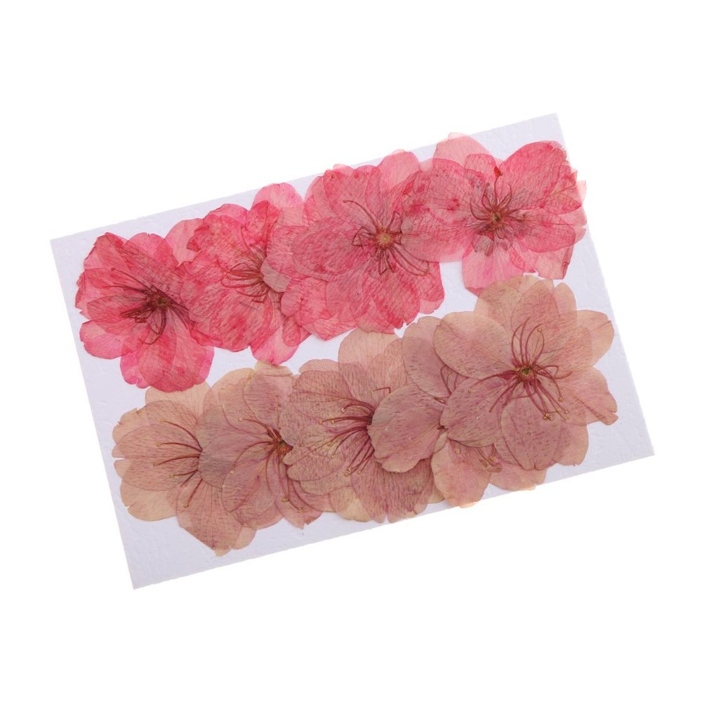 freneci 10x Pressed Dried Flowers, Natural Dried Sakura Flowers for Nail Art Supplies, Craft, Scarpbooking, Card, Jewelry Making, Phone Case