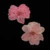 freneci 10x Pressed Dried Flowers, Natural Dried Sakura Flowers for Nail Art Supplies, Craft, Scarpbooking, Card, Jewelry Making, Phone Case view 2