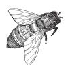 50 PCs Detailed Bumble Bee with Tribal Print 1" Stickers Decals Laptop Notebook Phone Waterproof Vinyl Trendy view 2