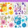 100Pcs Dried Pressed Flowers for Resin Molds- Beautiful Pressed Flowers Daisies for Resin Jewellery, Pressed Flowers Nail Pendant Crafts Making Craft DIY Accessories with 1pcs Tweezers view 2