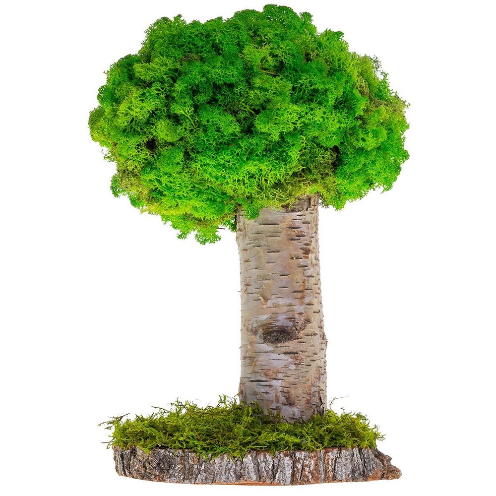 Real Plants Without Watering, Preserved Moss Art Design & Decor - Indoor Home & Office Natural Green Plants Arrangement