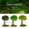 Real Plants Without Watering, Preserved Moss Art Design & Decor - Indoor Home & Office Natural Green Plants Arrangement view 2