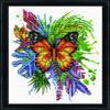 Butterfly view 1