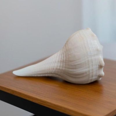 Dakshinavarti Shankh 3" inch | Natural Right-Hand Valampuri Sangu Rare White Conch Shell for Puja, Lakshmi Pooja, Diwali, Home Decor & Gift Non-Blowable Sacred Jal Shankh