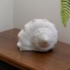 Dakshinavarti Shankh 3" inch | Natural Right-Hand Valampuri Sangu Rare White Conch Shell for Puja, Lakshmi Pooja, Diwali, Home Decor & Gift Non-Blowable Sacred Jal Shankh view 3