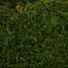 Vickerman Green Sheet Moss Bag, Accent Any Arrangement with The Rich Color and Texture of Preserved Real Moss, 8 oz Per Bag view 2