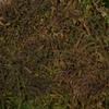 Vickerman Green Sheet Moss Bag, Accent Any Arrangement with The Rich Color and Texture of Preserved Real Moss, 8 oz Per Bag view 3
