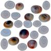 Golden Drops Gomti Chakra Set of 150 Pieces + 1 Piece Free Gomti Chakra for Goddess Lakshmi view 2