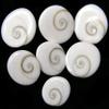 Golden Drops Gomti Chakra Set of 150 Pieces + 1 Piece Free Gomti Chakra for Goddess Lakshmi view 3