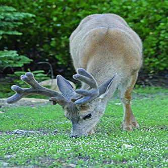 Hogan Mule Deer Wall Decal