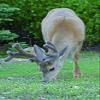 Hogan Mule Deer Wall Decal view 1