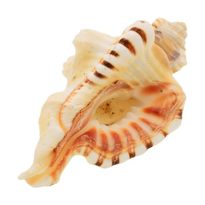 KESAR ZEMS Natural Ganesh Shankh for Ganapati Pooja Sacred Shankh for Luck, Prosperity and Success (12 x7 x 6 cm) Multicolore.