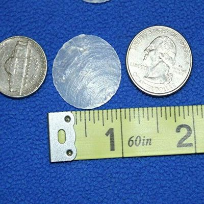 Salty Pelican 1 Inch Capiz Shells Volume Priced Pack of 100