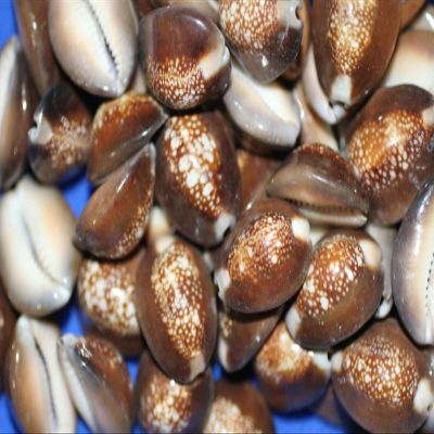 Salty Pelican Pack of 70 Snakehead Cowries Shells - #39