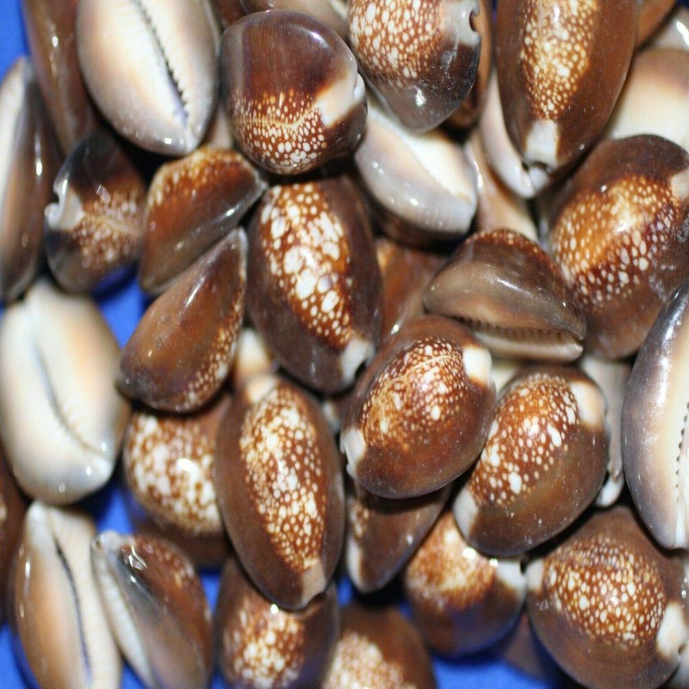 Salty Pelican Pack of 70 Snakehead Cowries Shells - #39