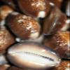Salty Pelican Pack of 70 Snakehead Cowries Shells - #39 view 2