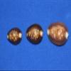 Salty Pelican Pack of 70 Snakehead Cowries Shells - #39 view 3