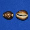 Salty Pelican Pack of 70 Snakehead Cowries Shells - #39 view 4