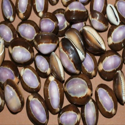 Salty Pelican Pack of 50 Purple Top Snake Head Cowry Seashells, #37
