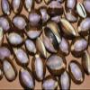 Salty Pelican Pack of 50 Purple Top Snake Head Cowry Seashells, #37 view 1