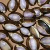 Salty Pelican Pack of 50 Purple Top Snake Head Cowry Seashells, #37 view 2