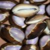 Salty Pelican Pack of 50 Purple Top Snake Head Cowry Seashells, #37 view 4