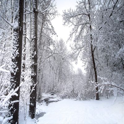 Iconic Arts Laminated 24x36 Poster: Snow Covered Trees and Landscape During Winter hd Winter HD