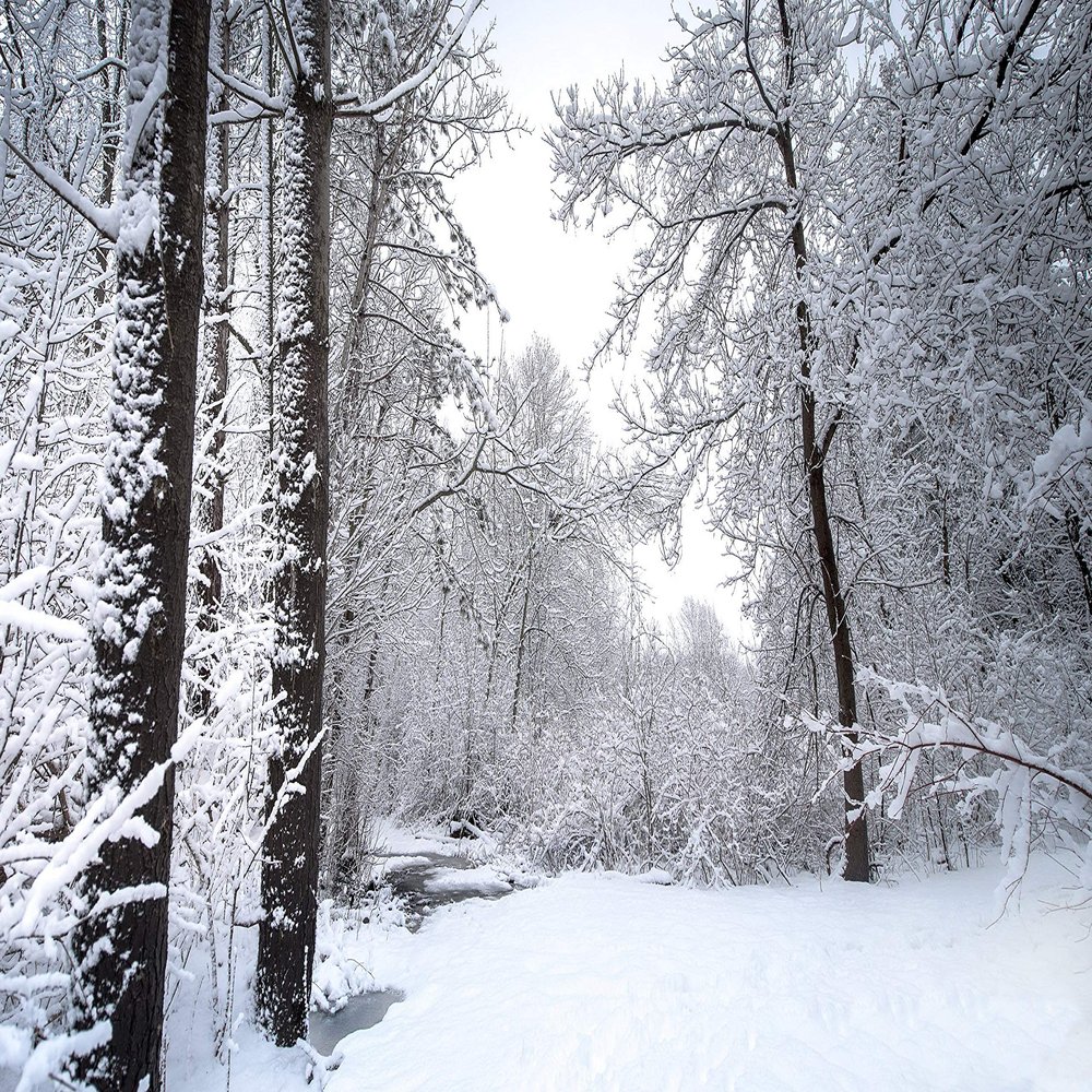 Iconic Arts Laminated 24x36 Poster: Snow Covered Trees and Landscape During Winter hd Winter HD