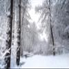 Iconic Arts Laminated 24x36 Poster: Snow Covered Trees and Landscape During Winter hd Winter HD view 1