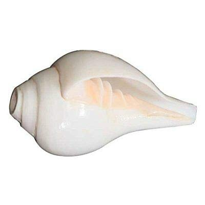 White Puja Blowing Shankh Conch Shell Hindu Religion Pooja Use 6.5 Inches