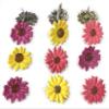EYELET OUTLET LLC Eyelet Outlet Shape Brads 12/Pkg-Colored, Coloured Daisy view 1
